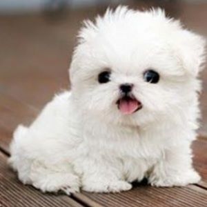 Meet your Posher, Rayne